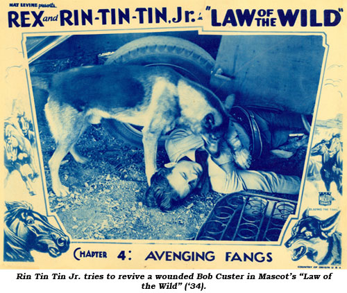 Rin Tin Tin Jr. tries to revive a wounded Bob Custer in Mascot's "Law of the Wild" ('34).