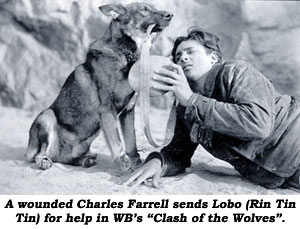 A wounded Charles Farrell sends Lobo (Rin Tin Tin) for help in WB's "Clash of the Wolves".