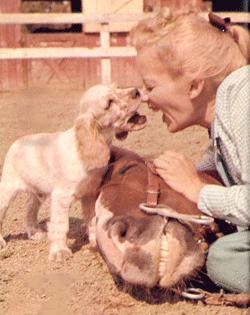 For scenes in a “Sky King” episode Gloria Winters and her cocker spanial Sugar met up with Tony the Wonder Horse. (Not the Tom Mix Tony.) 