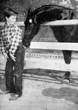 “Fury” steals a carrot from Bobby Diamond in June 1956. The nine year old black stallion was owned by trainer Ralph McCutcheon.