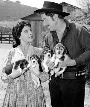 Richard Boone (“Have Gun Will Travel”) shows actress Madlyn Rhue a quartet of  Beagle pups (1/59).
